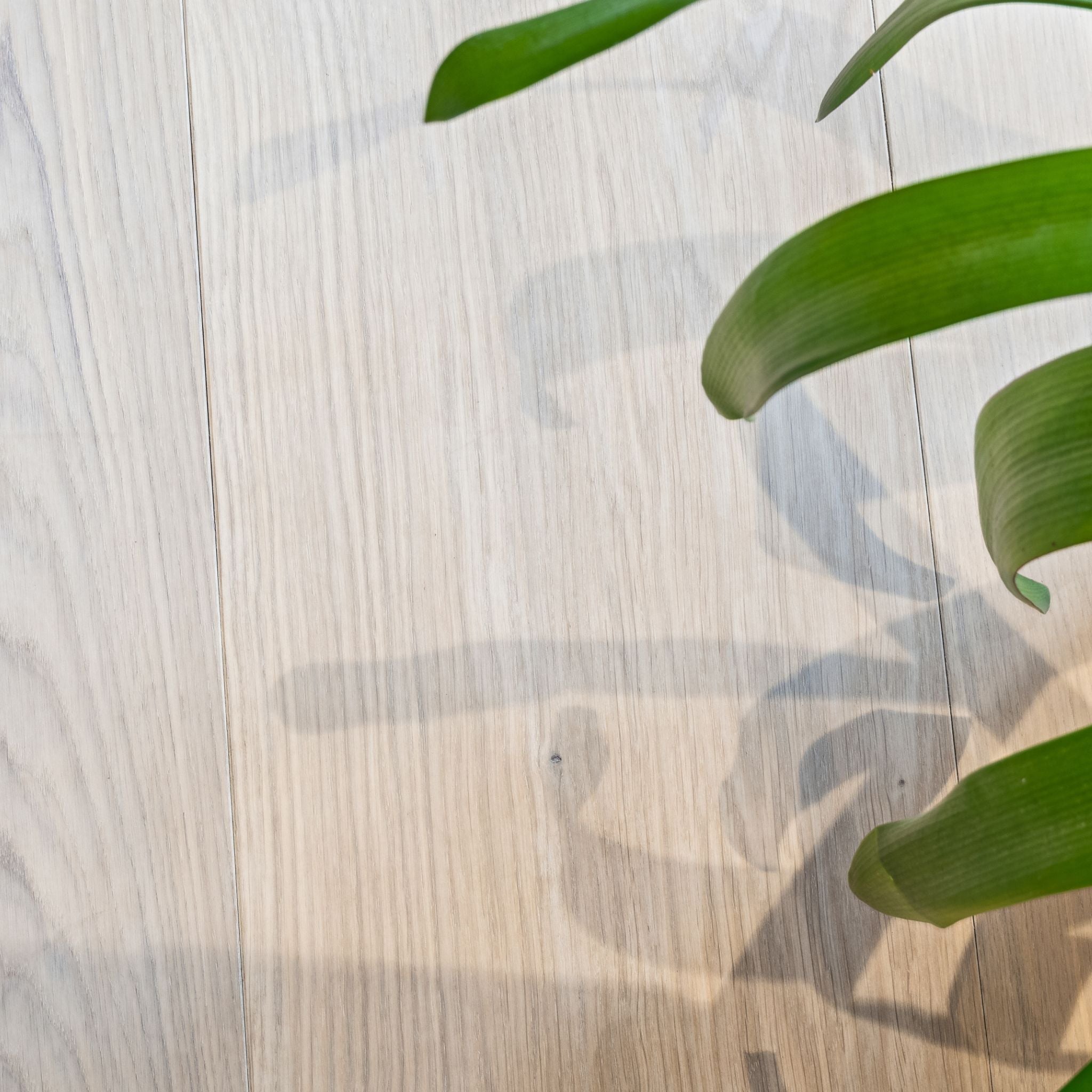 Eg Prestige Pacific 22x235 Hvidolie